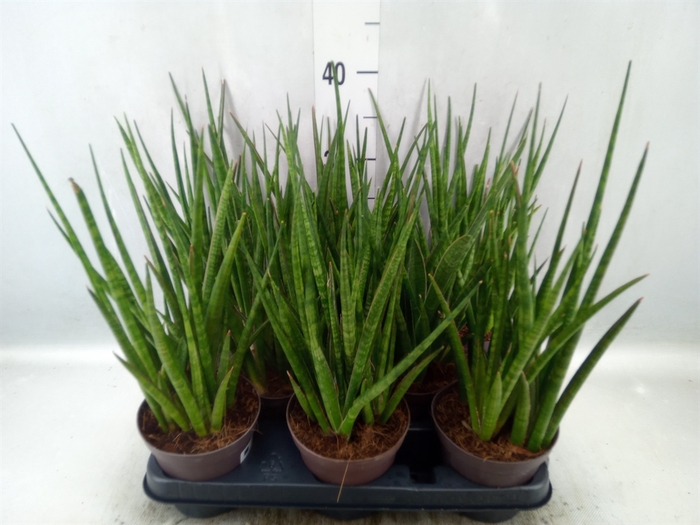 Sansevieria   ...