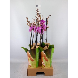 Phalaenopsis   ...lilac