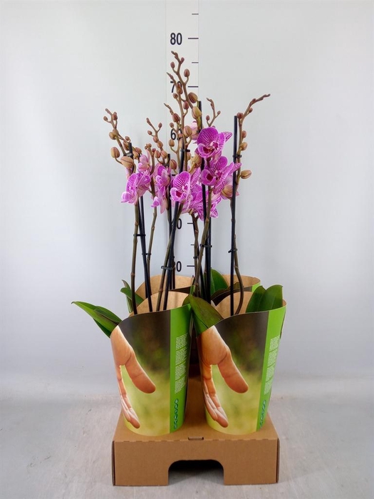 <h4>Phalaenopsis ...lilac</h4>