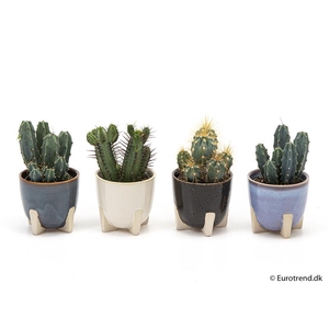 CACTUS MIX P6 E 1644