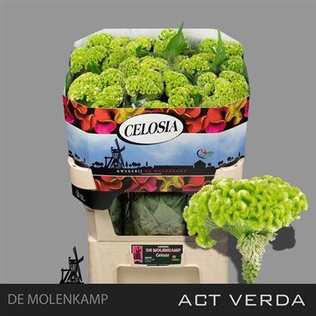 <h4>Celosia argentea (Cristata Grp) 'Act Verda'</h4>