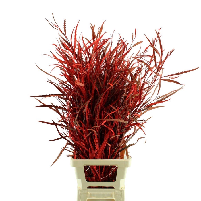 <h4>Grevillea Geverfd</h4>