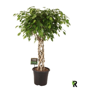 Ficus Be Exotica FEGCILP32140