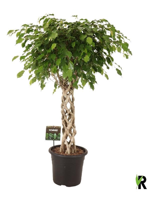 <h4>Ficus Be Exotica FEGCILP32140</h4>