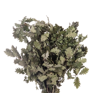 Quercus / Oak Green