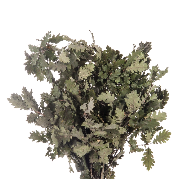 Quercus / Oak Green