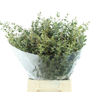 EUC PARVIFOLIA P BS