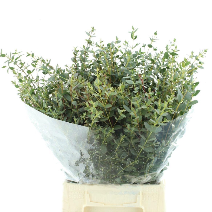 <h4>EUC PARVIFOLIA P BS</h4>