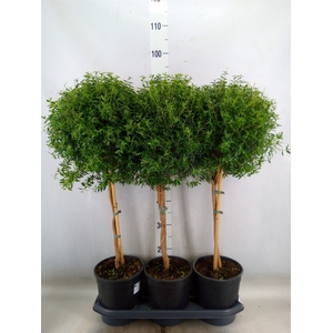 Myrtus communis
