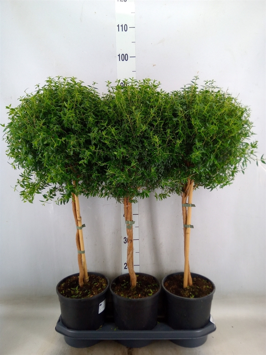 <h4>Myrtus communis</h4>