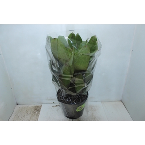 BROMELIA IMPERIAL P27 VERDE/VERMELHO