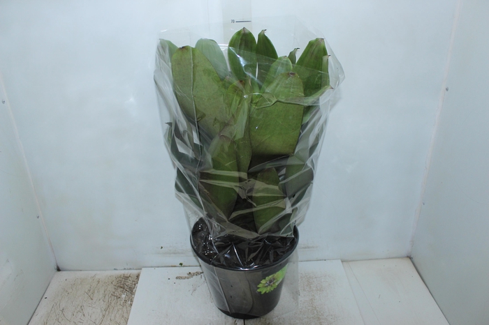 <h4>BROMELIA IMPERIAL P27 VERDE/VERMELHO</h4>
