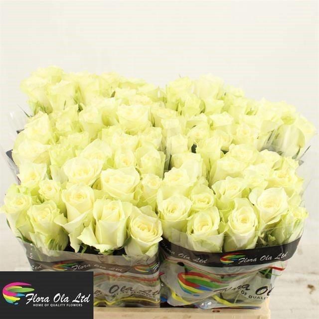 <h4>R GR ATHENA</h4>