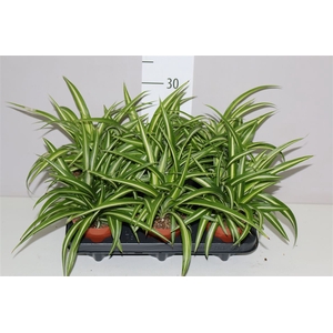Chlorophytum Co Variegatum