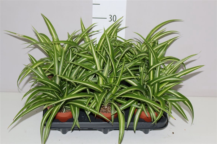 <h4>Chlorophytum Co Variegatum</h4>