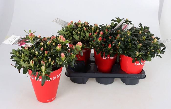 <h4>RHODO SI GEM</h4>