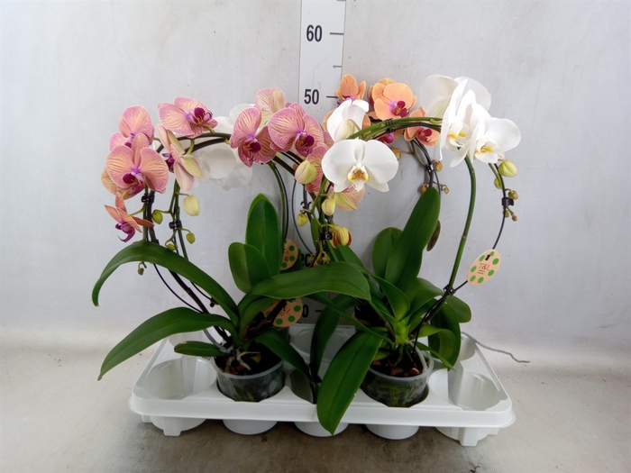 <h4>Phalaenopsis   ...</h4>