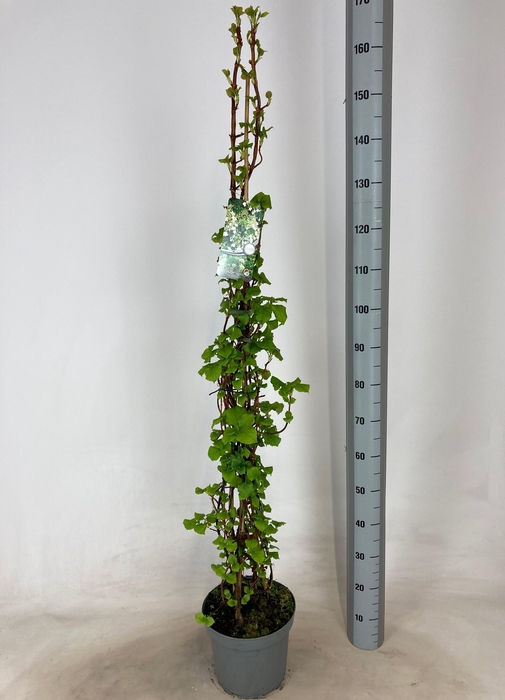 <h4>HYDR PETIOLARIS</h4>