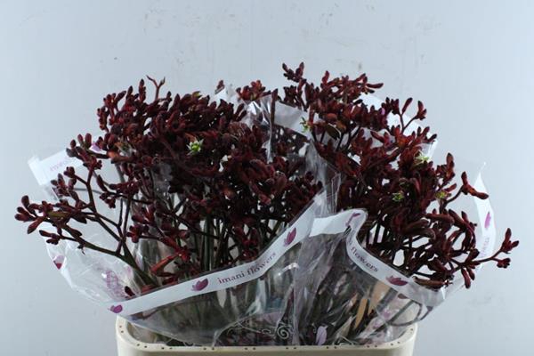 <h4>Anigoz Early Spring (rd)80</h4>
