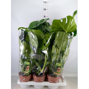 Monstera delic.