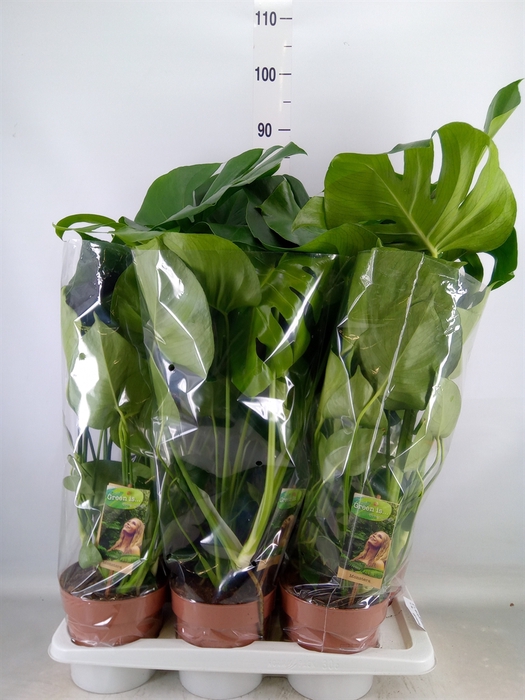 <h4>Monstera delic.</h4>