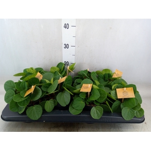 Peperomia albov. 'Rana Verde'