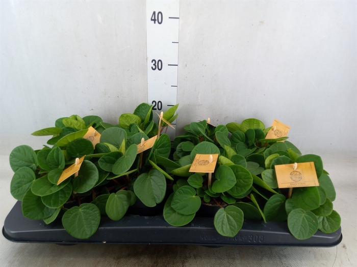 <h4>Peperomia albov. 'Rana Verde'</h4>