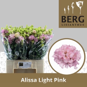 EUS G ALISSA LIGH PI