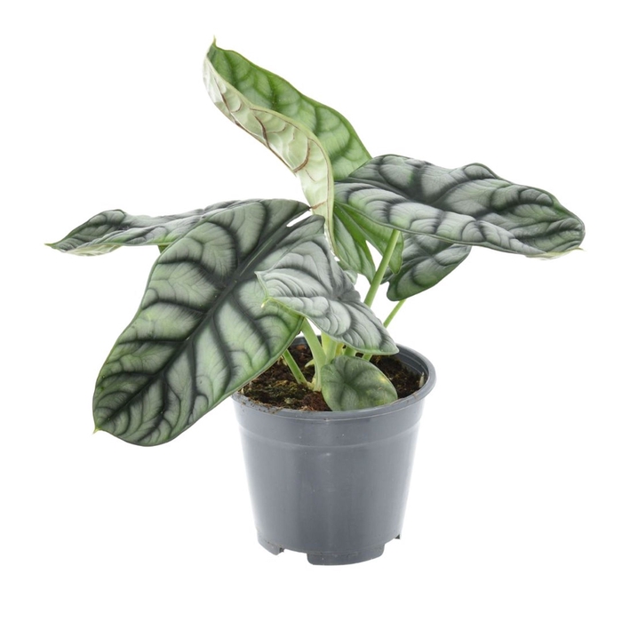 Alocasia