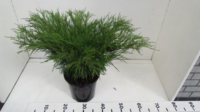 Juniperus sabina