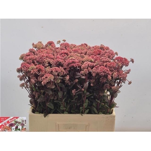 SEDUM MAGICAL LIZZY