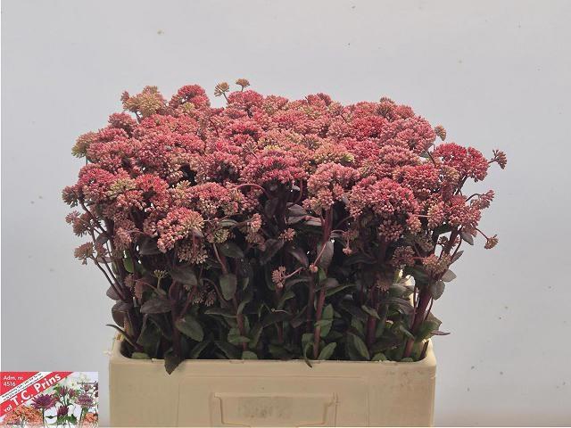 <h4>SEDUM MAGICAL LIZZY</h4>