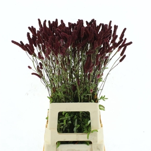 Sanguisorba Red Sticks Extra