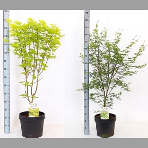 ACER OV