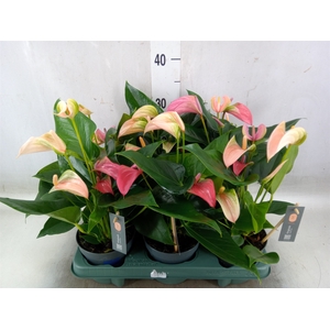 Anthurium  'Joli Duo'  ..mix in pot