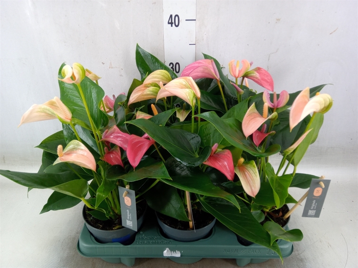 <h4>Anthurium  'Joli Duo'  ..mix in pot</h4>