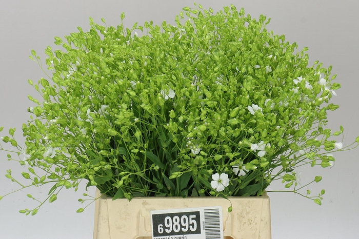 <h4>Saponaria White</h4>