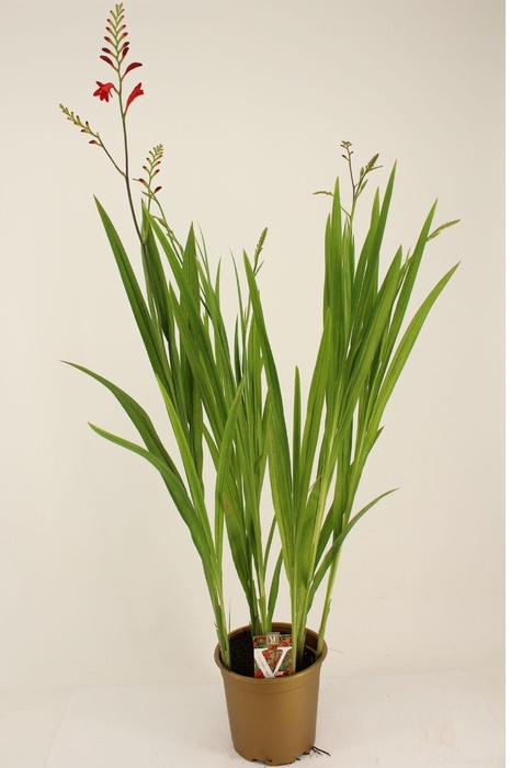 <h4>Crocosmia 'Brigitta'</h4>