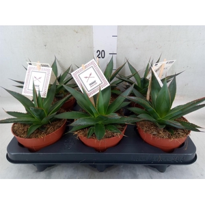 Agave  'Shaka Zulu'