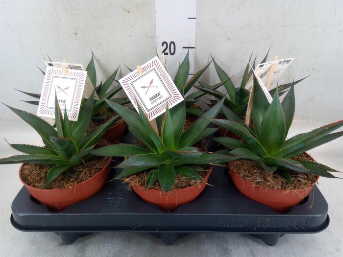<h4>Agave  'Shaka Zulu'</h4>