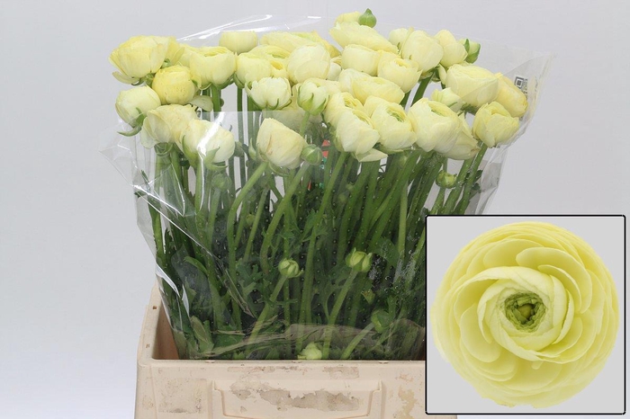 <h4>RAN EL CREME</h4>