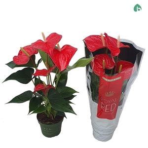 Anthurium andr. 'Querida'