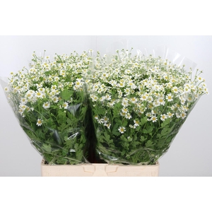 Tanacetum Pa Single Vegmo