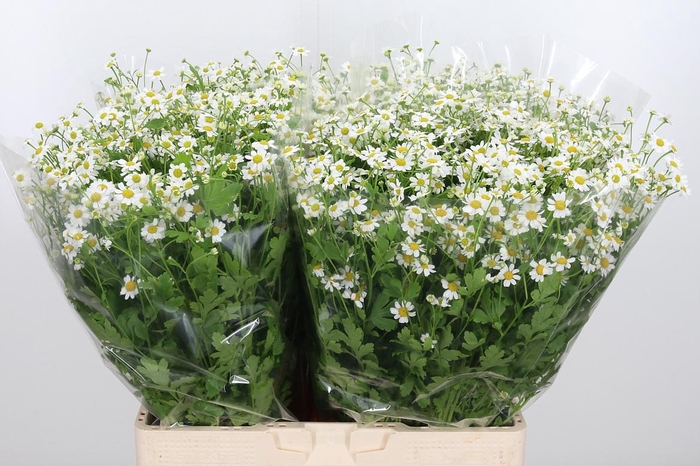 <h4>Tanacetum Pa Single Vegmo</h4>