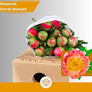 PAEO CORAL SUNSET