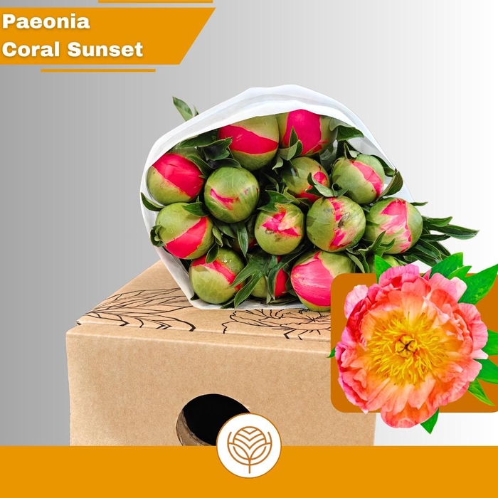 <h4>PAEO CORAL SUNSET</h4>