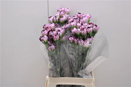 <h4>Di St Minerva</h4>