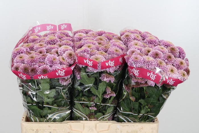 <h4>Chr San Aaa Doria Pi</h4>