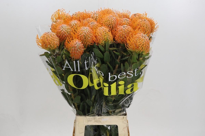 <h4>Nutans Soleil</h4>