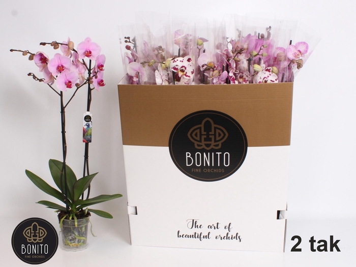 <h4>PHAL GEM 7 KL</h4>